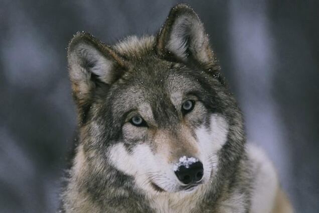 Британские полицейские застрелили сбежавших из зоопарка волков