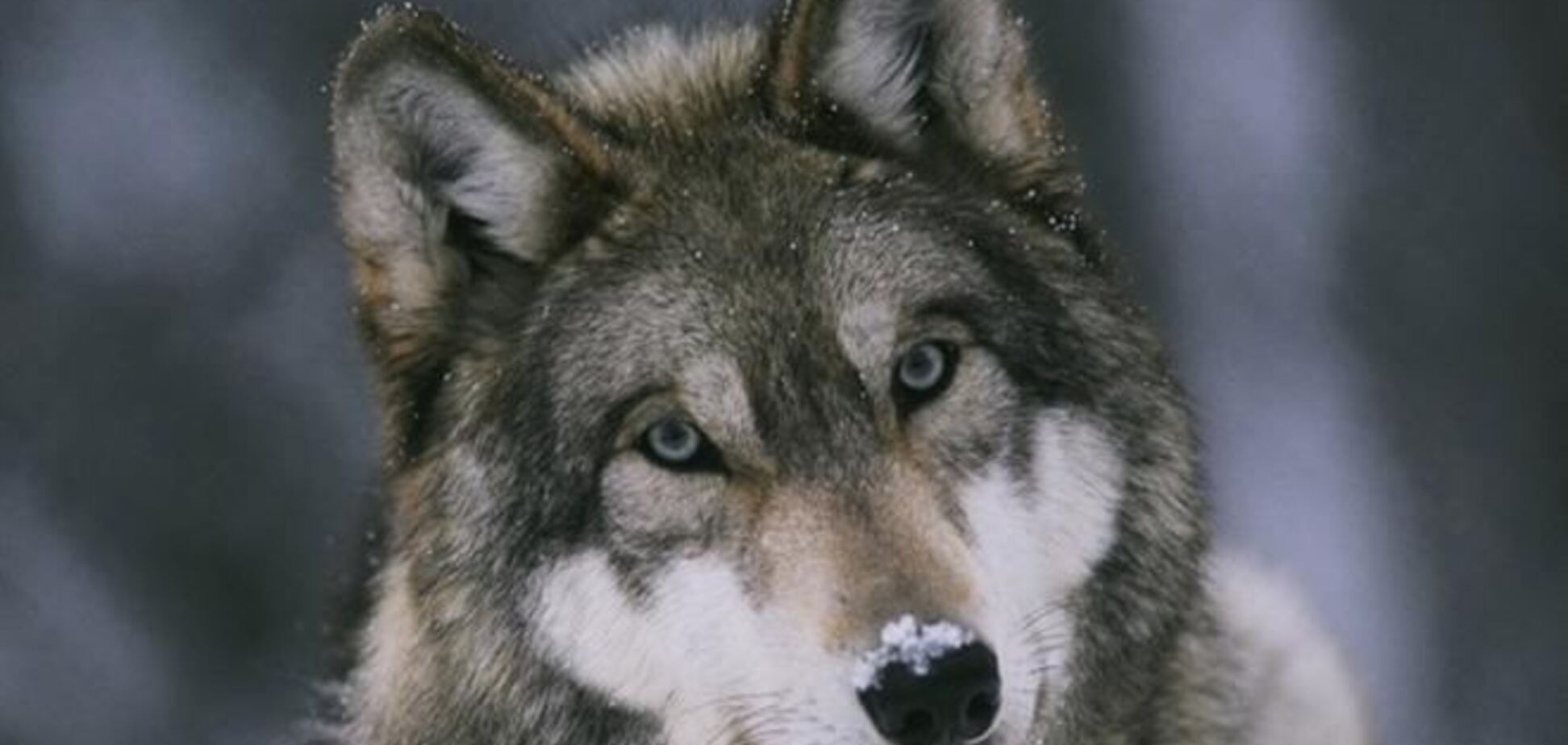 Британские полицейские застрелили сбежавших из зоопарка волков