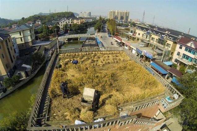 Фермер собирает урожай на крыше многоэтажки