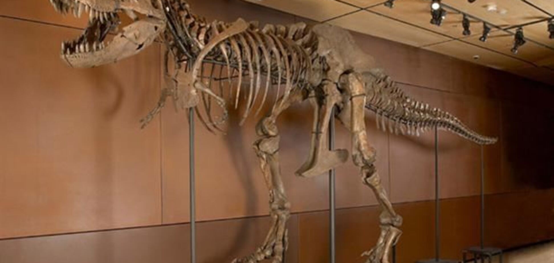 В Великобритании скелет динозавра ушел с молотка за 500 тыс. евро