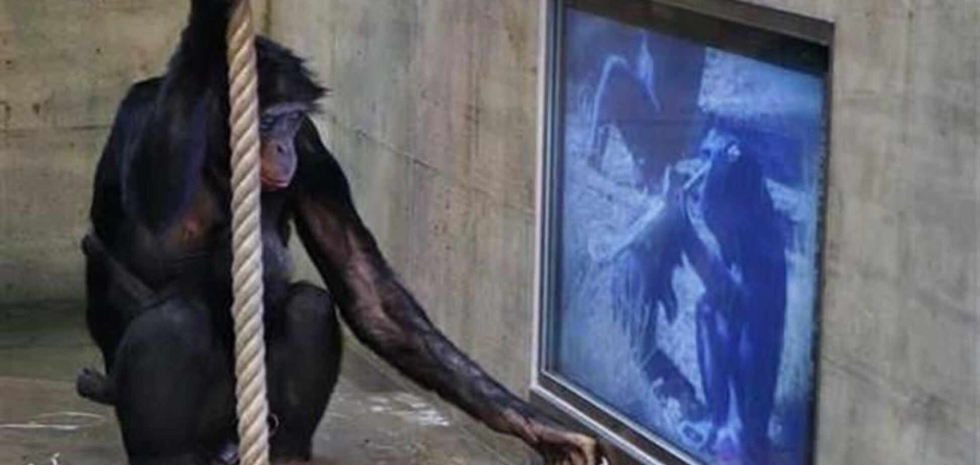 Замість порнофільмів мавпи вибирають банани