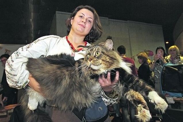 В Киеве выбрали самого большого кота