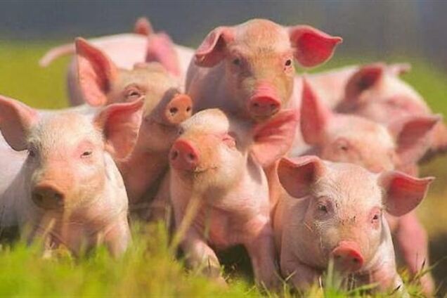 Ивано-Франковский мясокомбинат никаких претензий от Россельхознадзора не получал