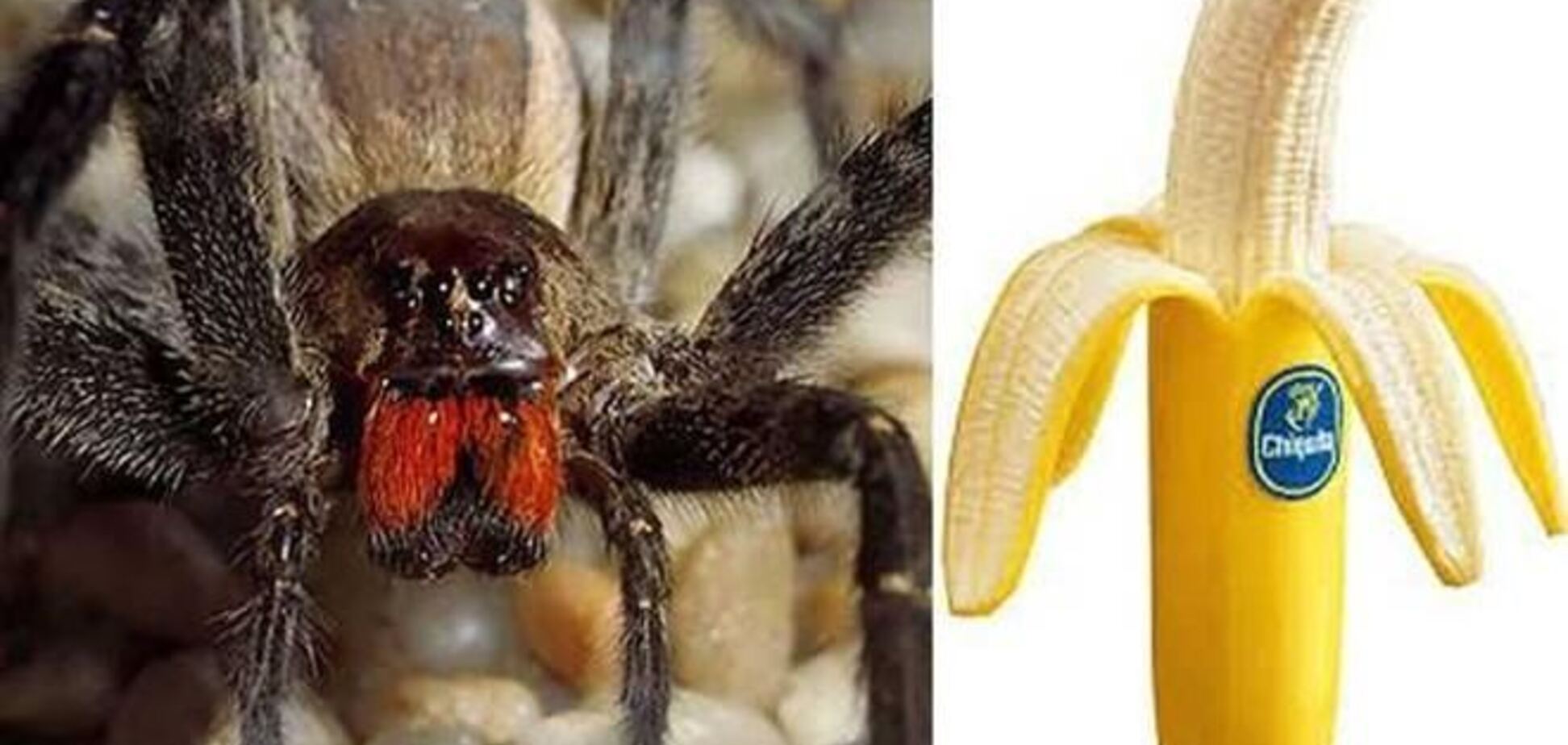 Супруги купили бананы со смертельно опасными пауками