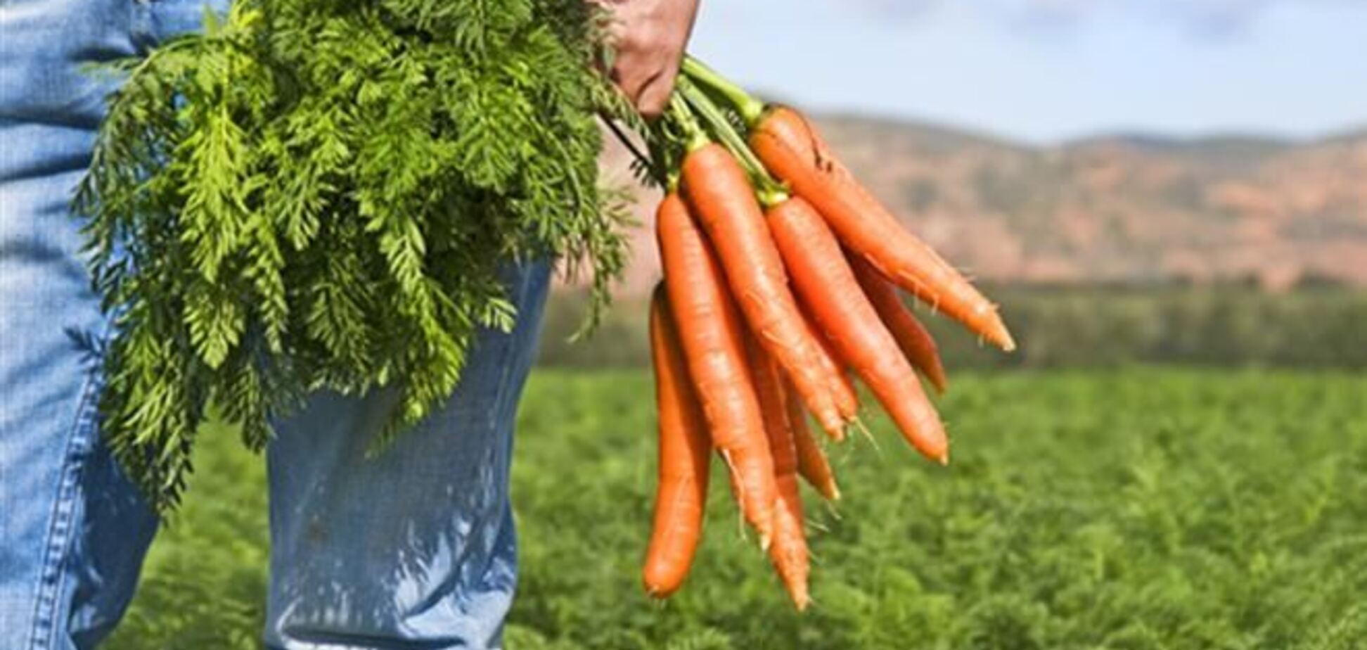 Почему мужчинам нужно есть морковь