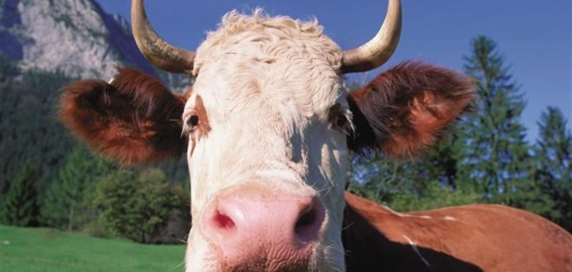 Самые экзотические взятки в Украине: не хотите ли корову?