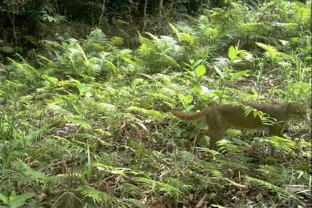 Зоологи сфотографировали редчайших в мире кошек