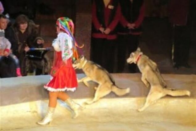 ЧП в самарском цирке: огромный волк бросился в зал и покусал зрителя