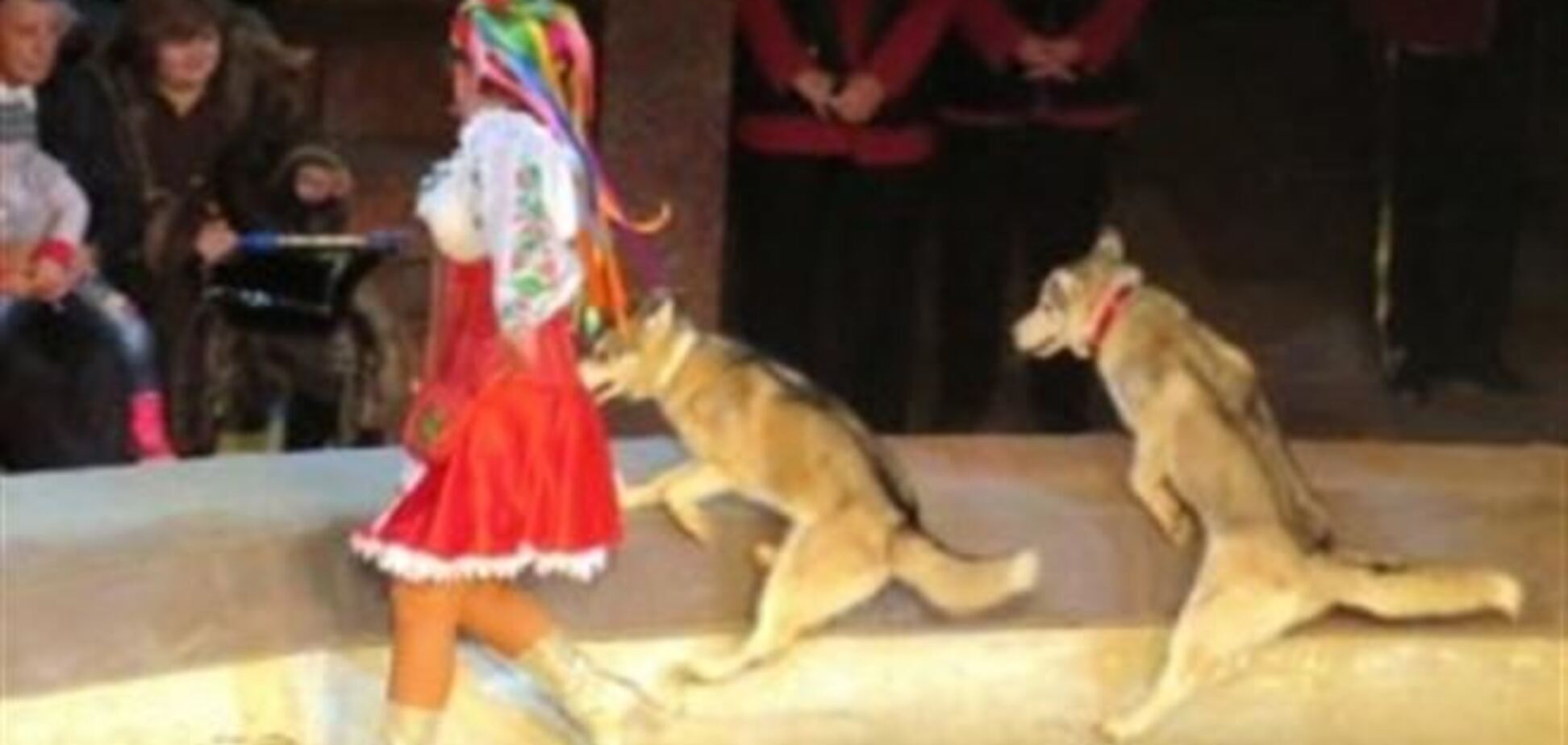 НП в самарському цирку: величезний вовк кинувся в зал і покусав глядача