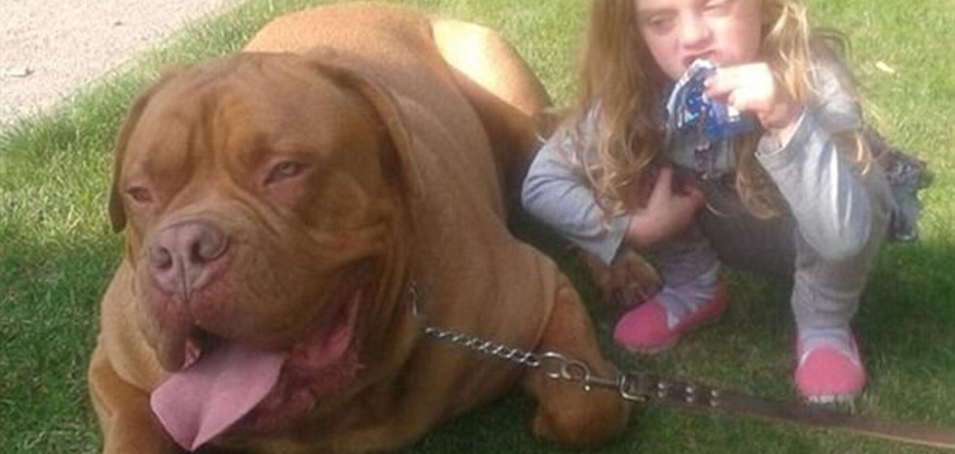 Величезний пес затоптав на смерть 4-річну дівчинку в Британії