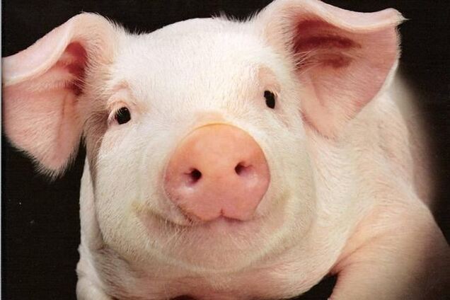 В милиции Чехии новый сотрудник – свинка по имени Оливер 