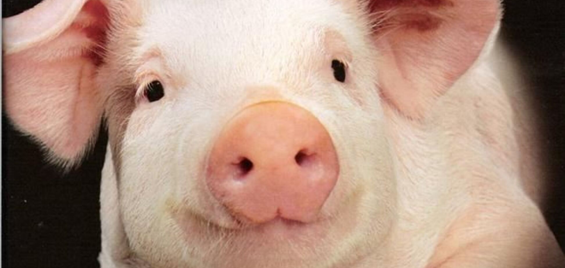 В милиции Чехии новый сотрудник – свинка по имени Оливер