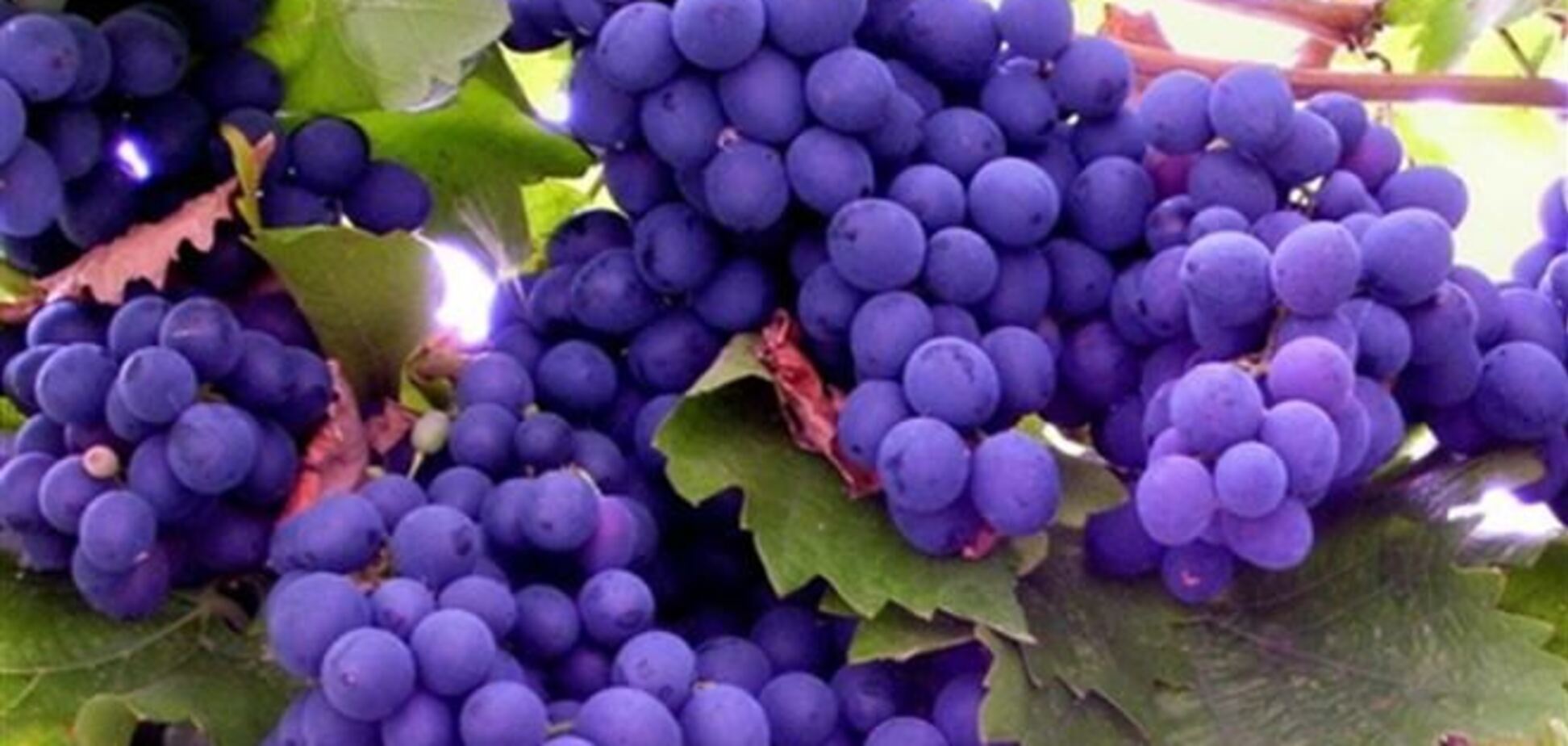 В винограде найдено средство от дегенерации мозга