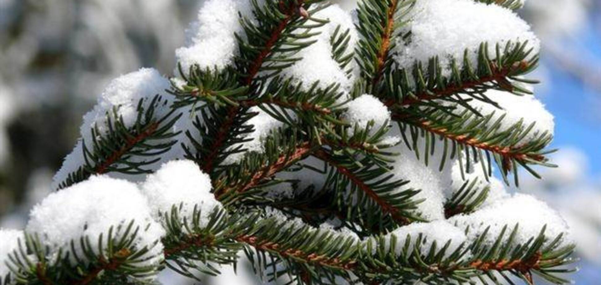 В Киеве создали штаб по охране елок