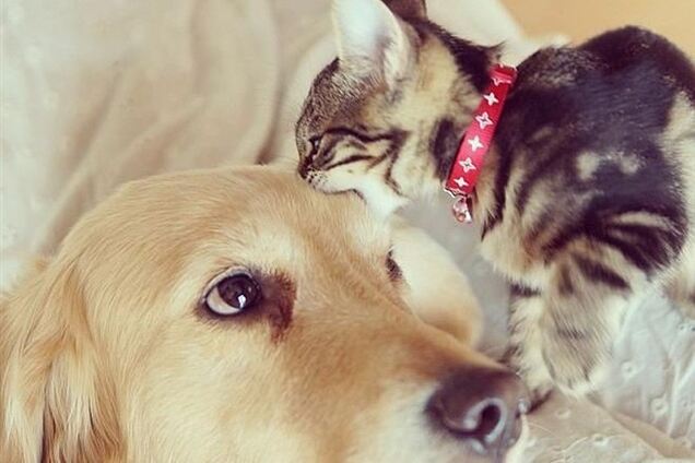 43 самых умилительных Инстаграма 2013 года