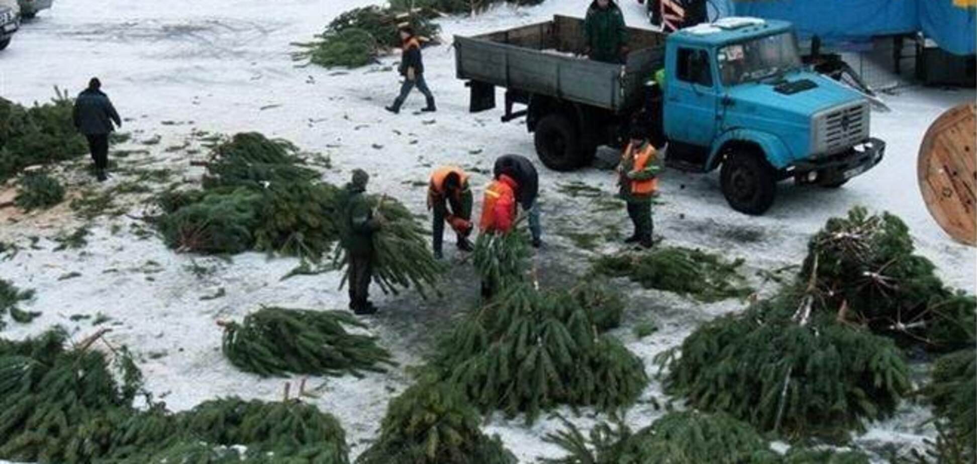 В центре Киева ставят 14-метровую елку