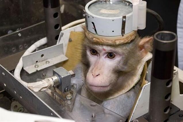 Иран вновь успешно запустил в космос обезьяну