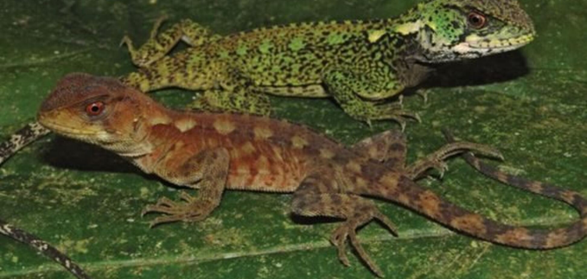 Топ биологических открытий 2013