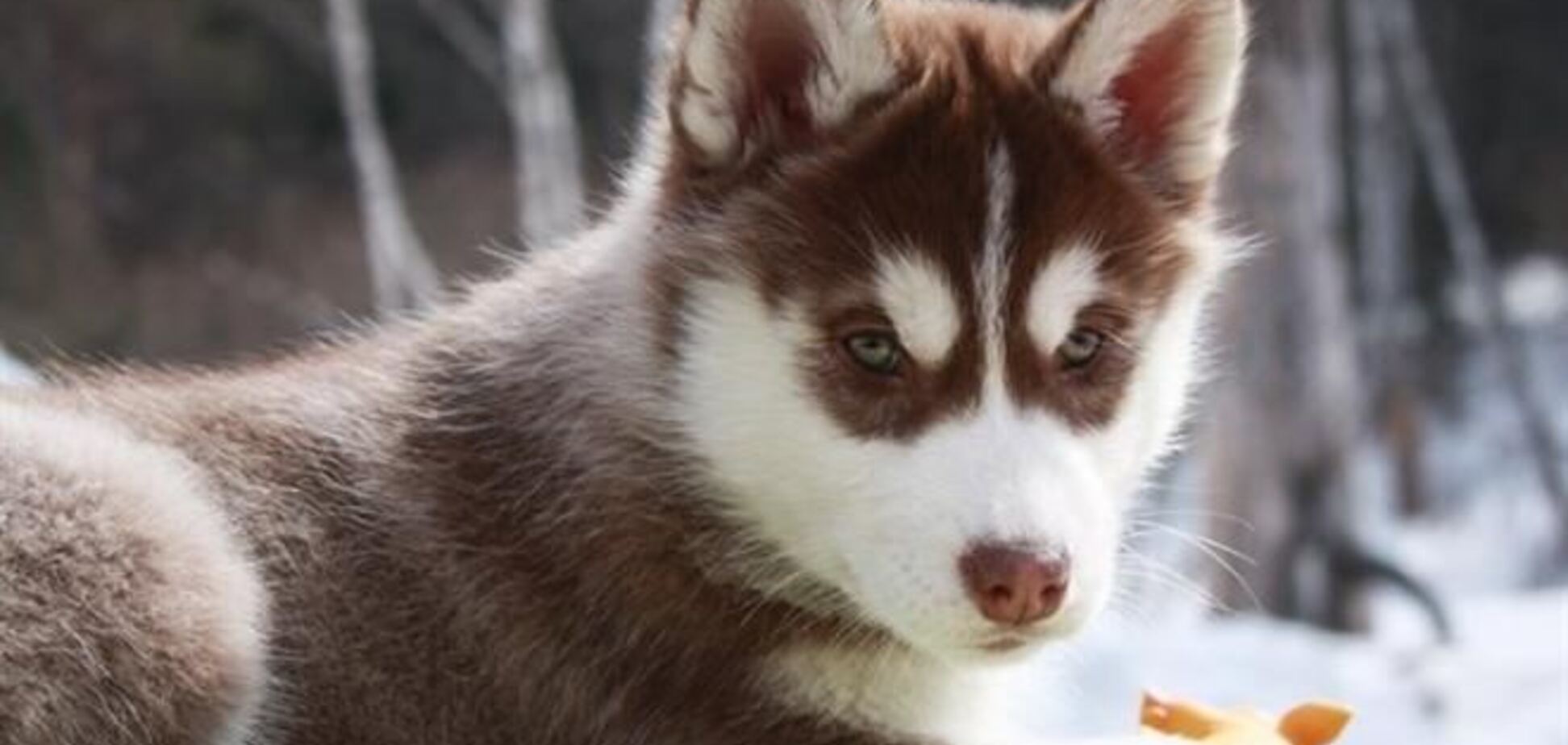 Щенок хаски стал новой звездой YouTube