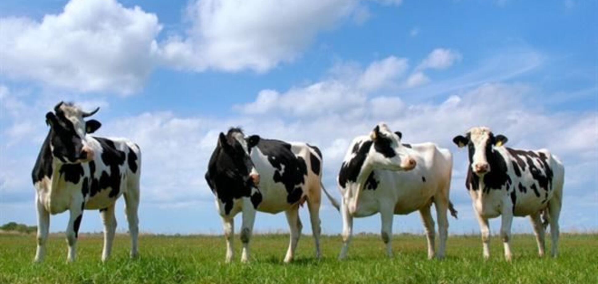 Эксперт: запрет подворного убоя скота ударит по украинскому селу