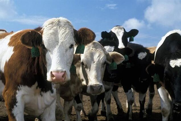 Эксперт: Украина не готова к прекращению подворного убоя скота с 1 января 2015 года