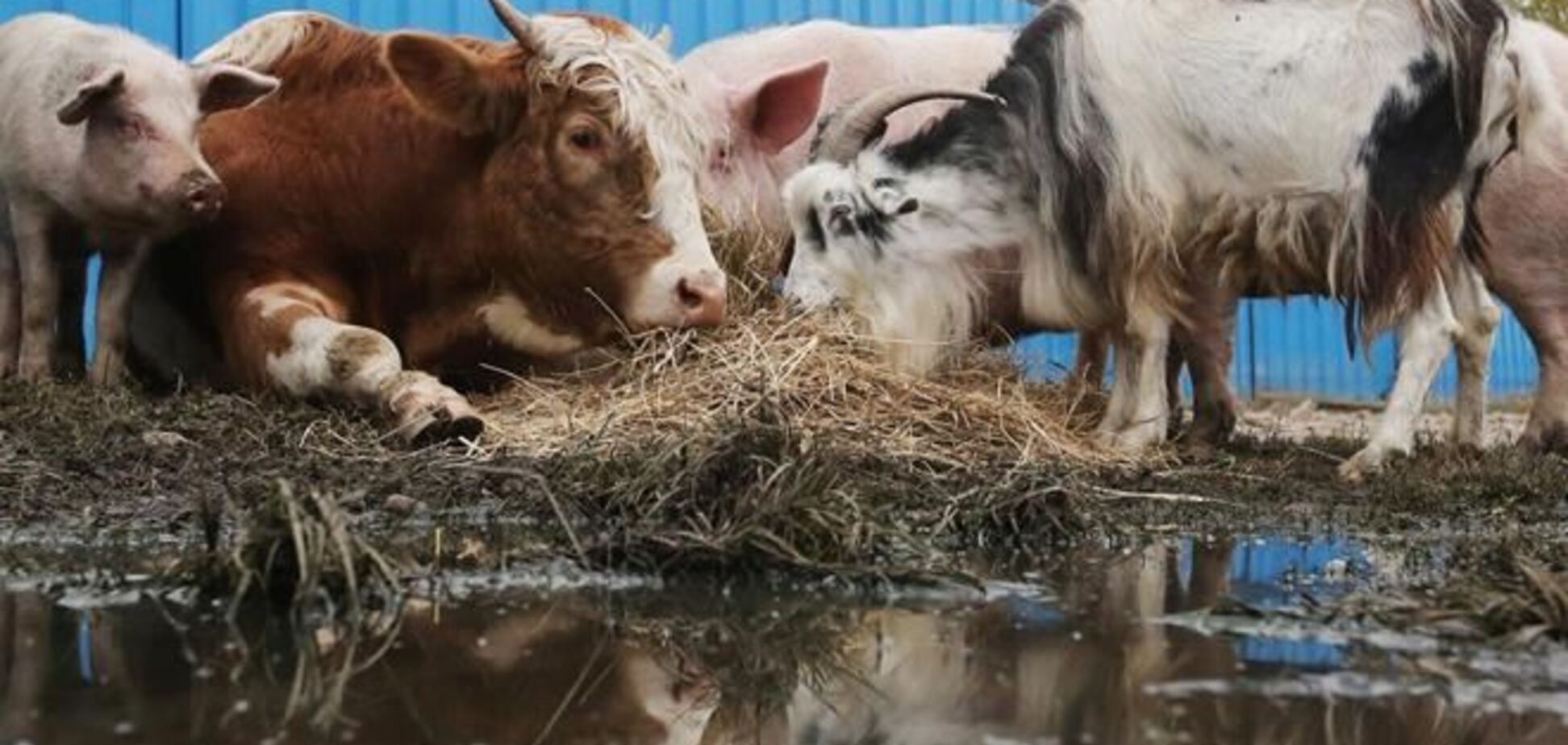 Эксперт: украинские селяне не готовы к введению запрета на убой скота