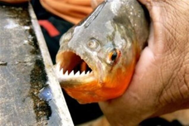 Півсотні аргентинців покусали хижі риби