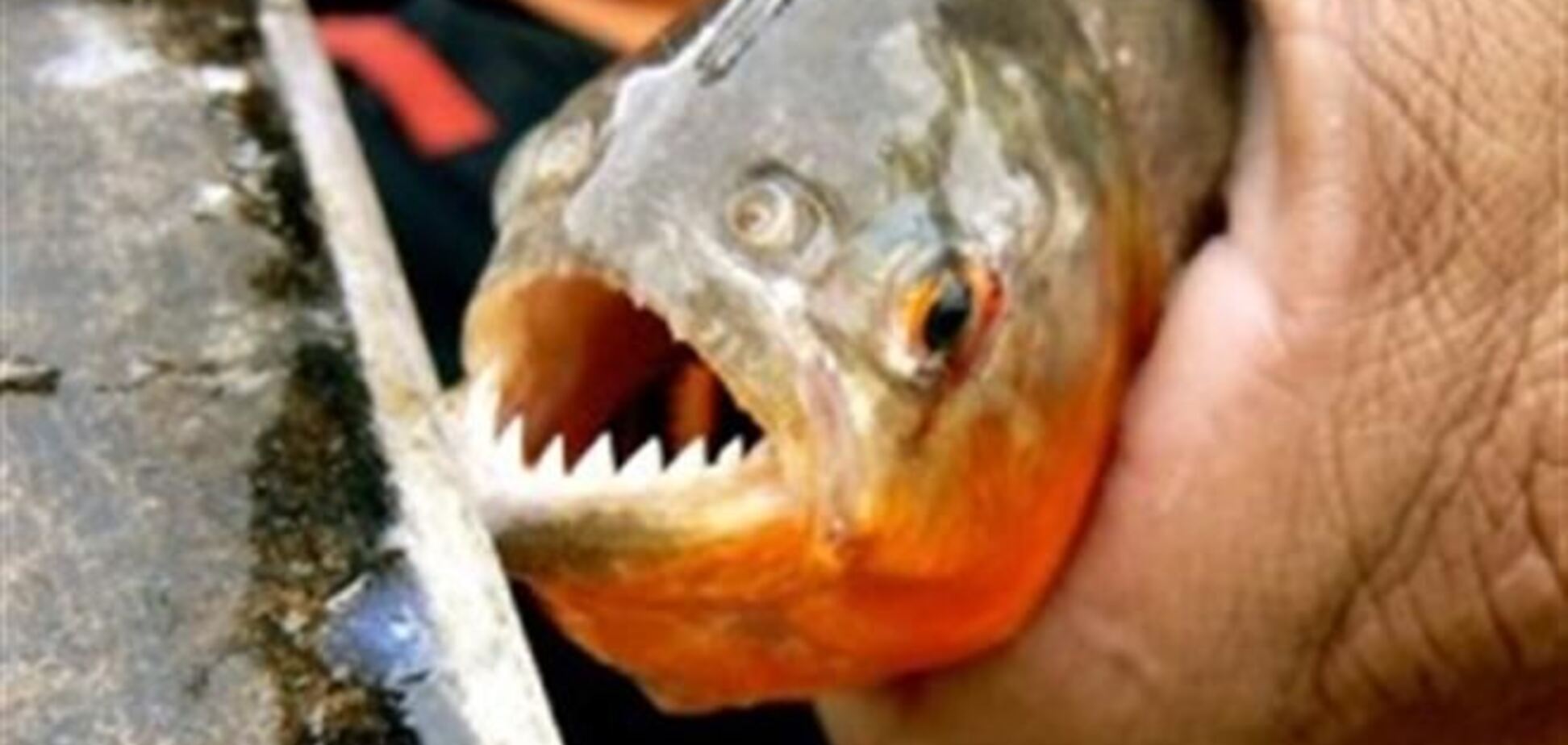 Півсотні аргентинців покусали хижі риби