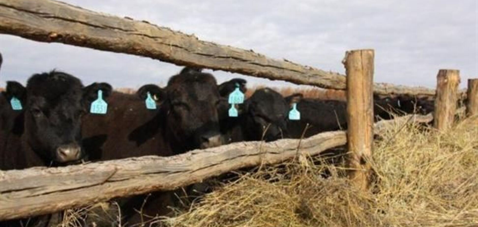 Эксперт: введение запрета на подворный убой скота приведет к обнищанию села