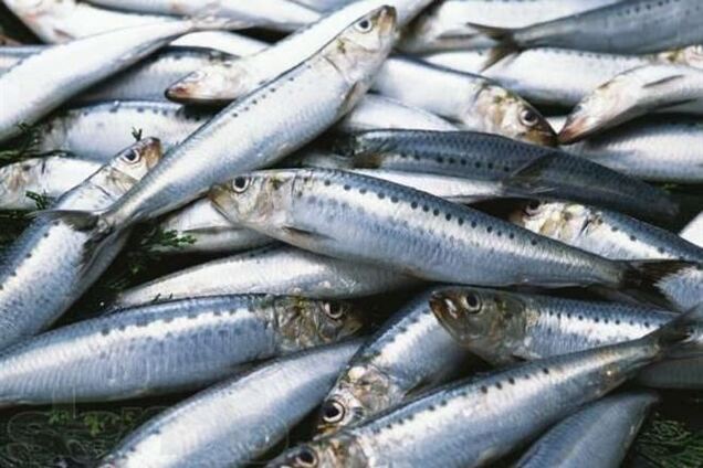 Россия запрещает ввоз рыбы из Норвегии с 1 января