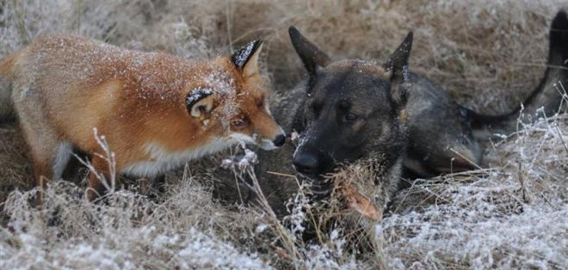 Неможлива дружба: лисиця і мисливський пес