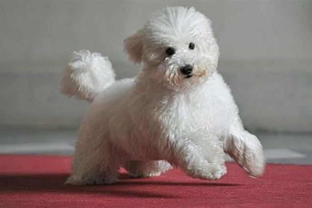 Пудель Берлускони обзавелся страницей в Facebook