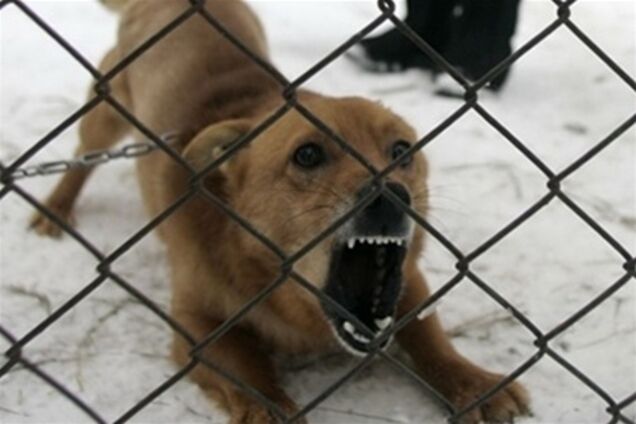 Собаку, покусавшую полтавчан, подстрелили ветеринары