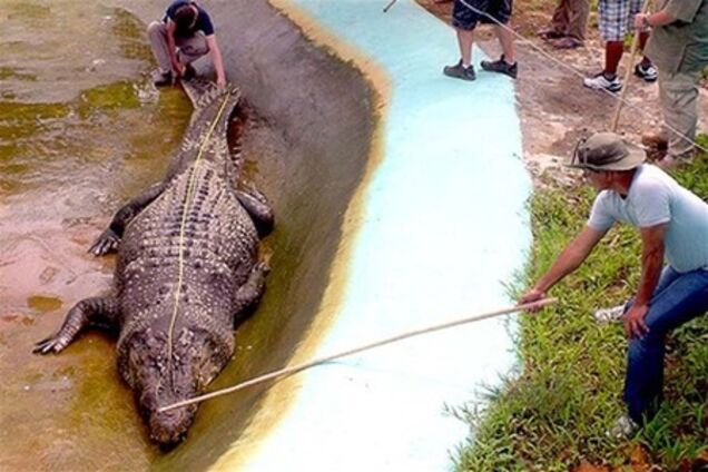 Помер найбільший у світі крокодил, вага якого досягала тонни