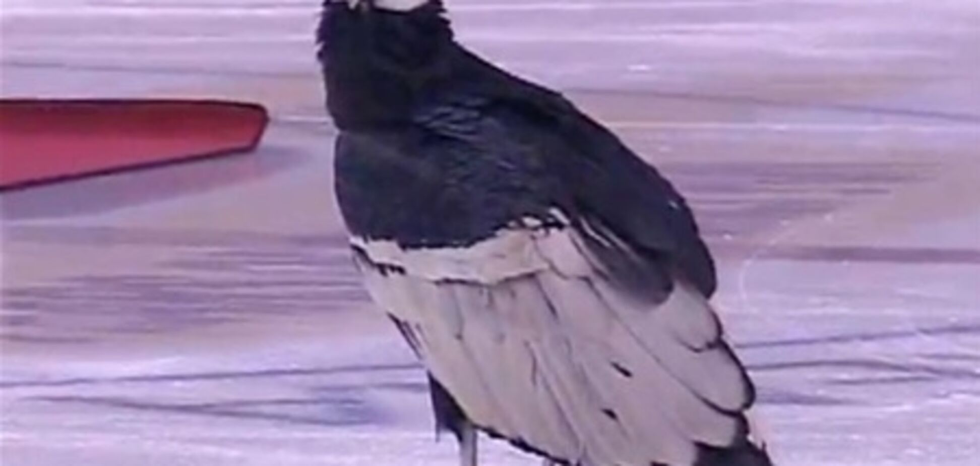 Гигантский кондор устроил переполох на хоккейном матче