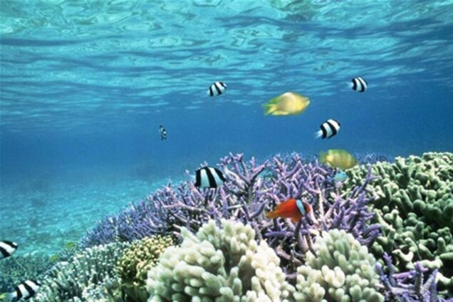 У берегов Таиланда восстанавливают коралловые рифы