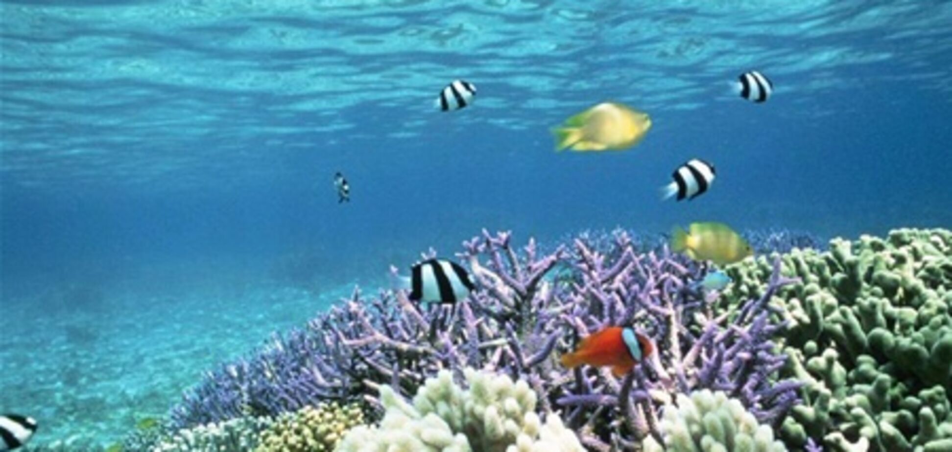 У берегов Таиланда восстанавливают коралловые рифы
