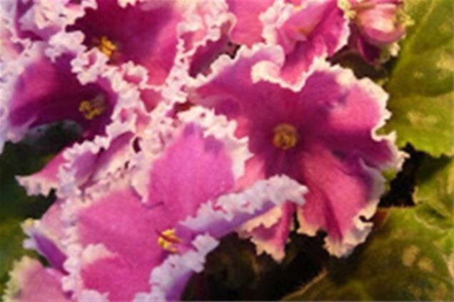 В День влюбленных киевлян приглашают на выставку фиалок