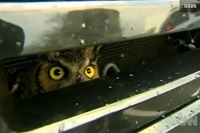 Сова выжила после столкновения с внедорожником. Видео