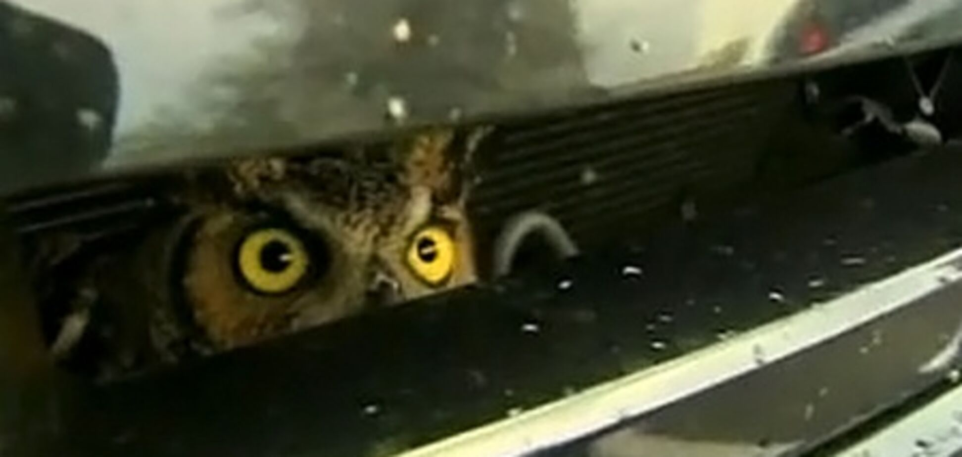 Сова выжила после столкновения с внедорожником. Видео