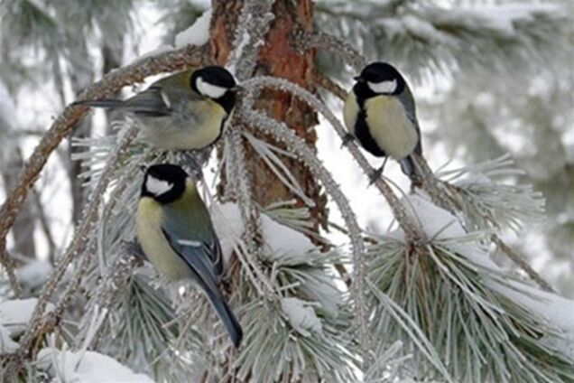 На выходных в Украине существенно похолодает