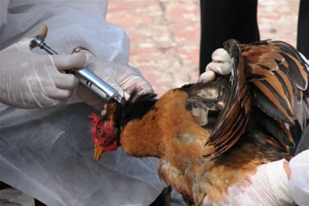 Минсельхоз ФРГ: угрозы распространения птичьего гриппа нет