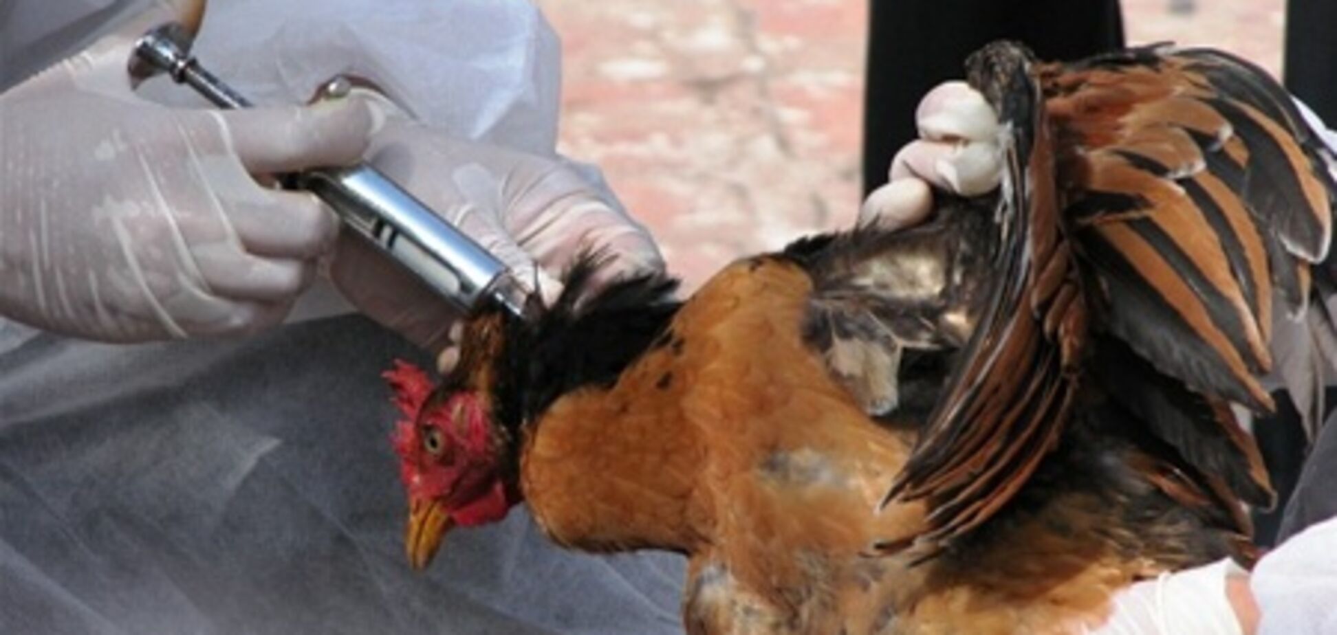 Мінсільгосп ФРН: загрози поширення пташиного грипу немає