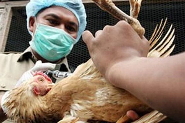 Из-за птичьего гриппа в Мексике уничтожат почти полмиллиона кур
