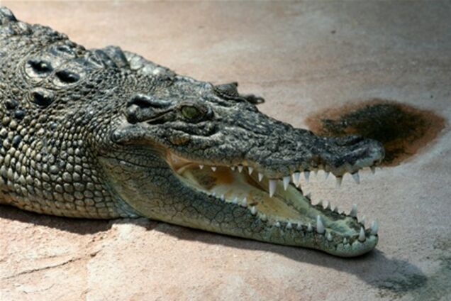 Чешские власти одобрили разведение крокодилов ради мяса