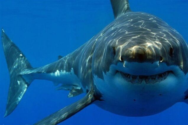 Акулу Джона из Ocean Plaza доставили в Германию