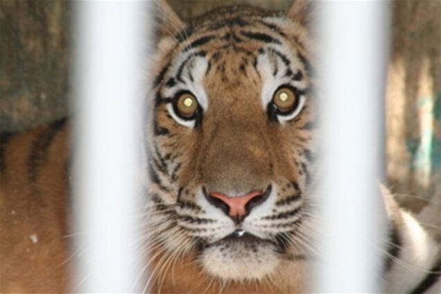 В Одессе тигр покусал пьяного посетителя