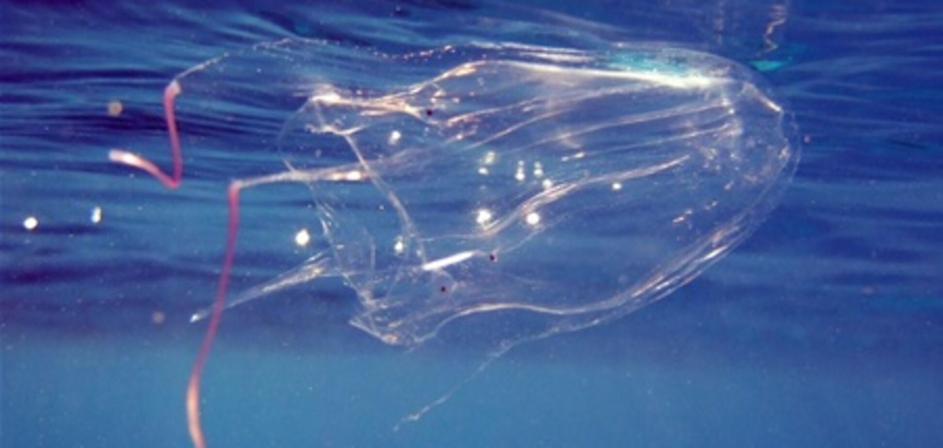 Пхукет атаковали ядовитые медузы