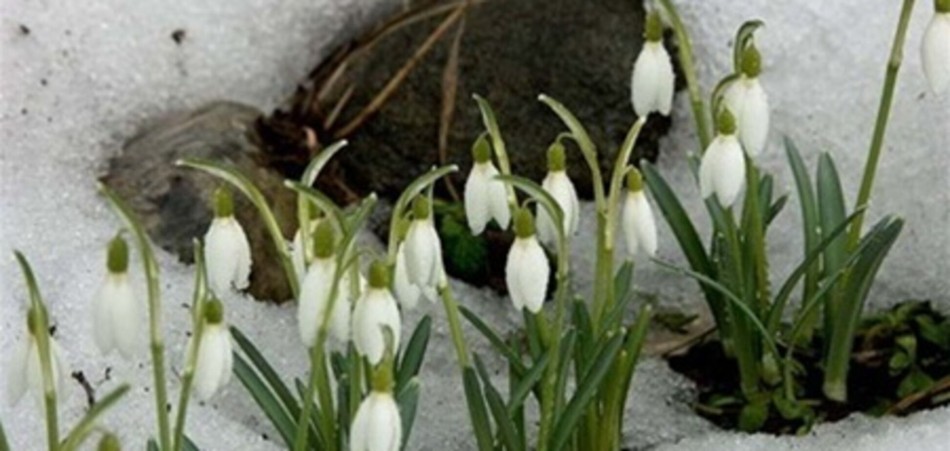 Настоящая весна в Украине ожидается в 20-х числах марта