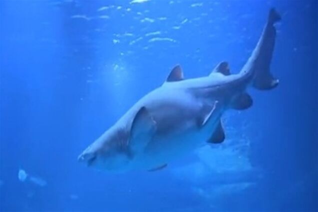 Скандальную киевскую акулу в Германии назвали Валентином